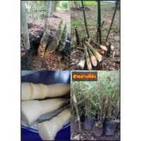 ราคา ต้นไผ่บงหวาน ไผ่บงหวาน Burmese Bamboo Bambusa burmanica Sweet Bamboo / idawalil (44102313249)