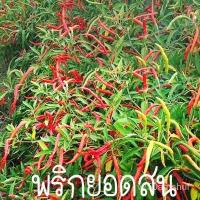 ราคา เมล็ด พริกยอดสนใหม่ที่สุด10บ.ใหม่พริกยอดสน 30 ใหม่็ด ใหม่เพาะ ☘️พุ่มใเพาะ่เผ็ดจี้ด!! ใหม่ เพาะ (23565759907)