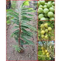ราคา มะขามป้อมยักษ์อินเดีย ชอบแดด ทนเเล้ง ลูกใหญ่ ปลูกได้ทุกพื้นที่ ขนาดต้น50-70ซม. (23479845149)