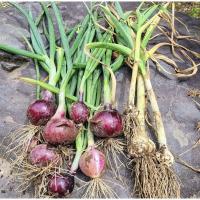 ราคา เมล็ดหอมแดง หอมลำดวน (12184745934)