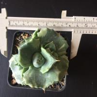 ราคา ต้นกระบองเพชร อากาเว่ (7429576856)