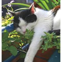 ราคา แคทนิป เมล็ดพันธุ์ สมุนไพรน้องแมว ตำแยแมว นำเข้า Catnip Seed บรรจุ 40-200 เมล็ด งอกดี ปลูกง่าย โตไว ผลผลิตสูง (23088672821)