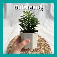 ราคา ต้นบันไดเศรษฐี ต้นไม้มงคลจิ๋ว เสริมโชคลาภ มีโชคลาภเป็นชั้นๆ พร้อมกระถาง3และ5นิ้ว (6572968516)