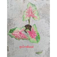 ราคา บอนสีขุนไกร(ลุ้นป้าย)บอนเก่าหายาก (13524941186)