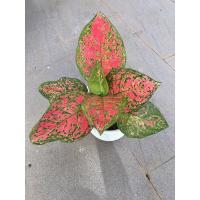 ราคา ต้นอัญมณี อโกลนีมา ไม้มงคล อัญมณีแดง ต้นเพชรน้ำหนึ่ง พร้อมส่ง (10604874475)