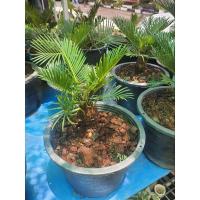 ราคา ต้นปรงญี่ปุ่น แคระ ในกระถาง6นิ้วไม้บอนไซโขดสวย (17483509079)