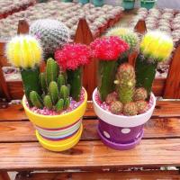 ราคา 50 pcs/bag Cactus Seeds แคคตัส เมล็ดพันธุ์ แคคตัสสวยๆถูกๆ แคคตัสหายาก เรนโบว์แคคตัส กระบองเพชร ต้นกระบองเพชร บอนสีแปลกๆ (10664128501)