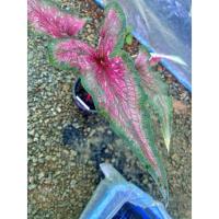 ราคา บอนสี หงส์เหมราช แบ่งลูกแยกหน่อ โตแข็งแรง กระถาง4” (20531001161)