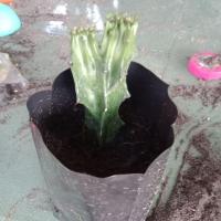 ราคา กิ่งต้นหยกนำโชค/ไม้ประดับ/ไม้มงคล (3629670774)