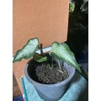 ราคา บอนสีกวนอิม บอนสีกวนอิมสีขาวมีหัวทุกต้น (14813915154)