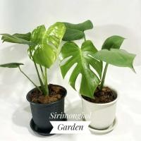 ราคา ต้นมอนสเตอร่า มอนสเตอร่าไจแอนท์ ไม้ฟอกอากาศในกระถางญี่ปุ่น 6 นิ้ว(ต้นจริงพร้อมเซตกระถาง) (9700960549)