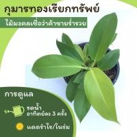 ราคา กุมารทองเรียกทรัพย์ ไม้มงคล ส่งพร้อมกระถาง 5 นิ้ว (10569522143)