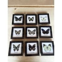 ราคา ผีเสื้อสต๊าฟ แมลงสต๊าฟ งานไอเดีย แมลงเพื่อการศึกษา กรอบไม้ กล่องแมลง ของแต่งบ้าน ของสะสม ผลิตและจัดจำหน่าย พร้อมส่ง (22136409119)