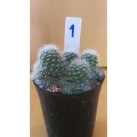 ราคา รีบูเทียขนขาวดอกขาวน่ารัก (6453654984)