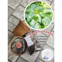 ราคา ชุดปลูก ผักโขม กระถางใยมะพร้าว ผักสวนครัวเมล็ดพันธุ์ผัก (26904936293)