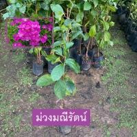 ราคา ต้นม่วงมณีรัตน์ บานบุรีสีม่วง (Purple Bignonia) ไม้ประดับ มีดอกสวย สีม่วง (รับประกัน ส่งใหม่ฟรี หากสินค้าเเสียหาย!!) (18785360330)