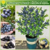 ราคา เมล็ดพันธุ์ บลูเบอร์รี่ บรรจุ 30 เมล็ด Bonsai Blueberry Plants Seeds บอนไซ เมล็ดผลไม้ พันธุ์ผลไม้ เมล็ดพันธุ์ผลไม้ (29510403424)