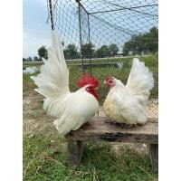 ราคา ไข่เชื้อ ไก่แจ้คละสี ดำ-ขาวเตี้ยๆเล็กๆ สีสันสดใสสวยงาม ฟองละ 30 บาท (46302908049)