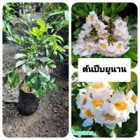 ราคา ต้นปีบยูนาน ปีบยูนาน ปีบไหหนาน (41702881244)