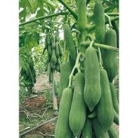 ราคา เมล็ดพันธ์ุมะละกอแขกนวล (ดำเนินต้นเตี้ย) (18590461622)