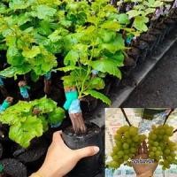 ราคา ต้นองุ่นพันธุ์ออทั่มกรีส ลูกสีเขียวไร้เมล็ด กรอบหวาน เนื้อองุ่นคล้ายเยลลี่ ปลูกง่าย ทนแดด ปลูกกลางแจ้งได้ (13415010283)