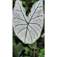 ราคา บอนสี อิเหนา (สีขาว) (9689144662)