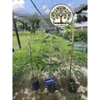 ราคา ต้นทุเรียนนกกระจิบหรือนกหยิบ สูง100ซม. พิเศษ3ต้น500บาท (46004652797)