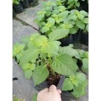 ราคา ต้นพันธุ์ ยี่หร่า ถุงดำพร้อมปลูก 29 บาท cumin เทียนขาว โหระพาช้าง กะเพราควาย ใบหร่า ใบยี่หร่าอุดมไปด้วยวิตามิน (24894346087)