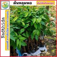 ราคา ต้นหลุมพอ ไม้ป่าหายาก ไม้ขนาดใหญ่ สูงกว่ายางนา (7437427265)