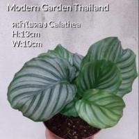 ราคา ต้นคล้าใบตอง (Calathea Orbifolia)  (3817583436)