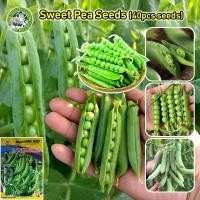 ราคา [การเก็บเกี่ยวที่รวดเร็ว] เมล็ดพันธุ์ ถั่วหวาน, ถั่วลันเตาหวาน(Sugar Daddy Snap Pea Seed)Sweet Pea Seeds Vegetable Seeds (28881282316)