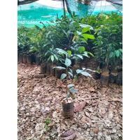 ราคา ต้นกล้าคีเปล 1-1.2 เมตร (26055835203)