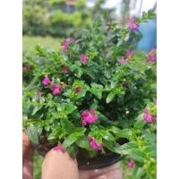 ราคา ต้นหลิวไต้หวัน หรือหลิวแคระ พร้อมกระถาง "5"นิ้ว ไม้ทนแดด ชอบแดด เป็นไม้ตายยาก เลี้ยงง่าย ❗ทุกกระถางมีดอกทุกต้น (16529772933)