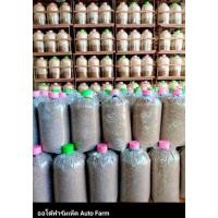 ราคา ชุดทดลองปลูก ก้อนเชื้อเห็ดนางฟ้า นางรมดำ นางนวล ฮังการี (23902793737)