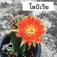 ราคา โลบิเวีย Lobivia NT1 โลบีเวีย หน่อเด็ดสด หน่อ อิชินอป Echinopsis อิชินอปซิส กระบองเพชร แคคตัส เมล็ดกระบองเพชร (13583526358)