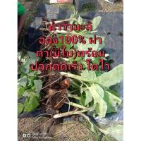 ราคา หน่อผ่าตากล้วยน้ำว้ามะลิอ่องแท้✅หน่อล่ะ45บาท (6232511854)