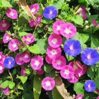ราคา 30 เมล็ด เมล็ดพันธุ์ ดอกพิทูเนีย เมล็ดพิทูเนีย บอนสี บรรจุ Petunia Seeds Hanging Plants Flower Seeds (43176744568)