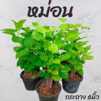 ราคา ต้นหม่อน (มัลเบอรี่) กระถาง6นิ้ว (21494375253)