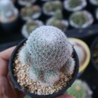 ราคา แมมเข็มเงิน กระบองเพชร แคคตัส Cactus (7339215868)