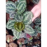 ราคา คล้านกยูงเขียว ส่งพร้อมถุงขนาด 4*9 นิ้ว (23920305197)