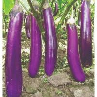ราคา 100เมล็ด ขั้วและผมสีม่วงดำ Eggplant Seeds เมล็ดมะเขือยาวสีม่วง เมล็ดมะเขือยาวสีดำ (41903621908)