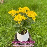 ราคา ต้นเบญจมาศดอกสีเหลืองส่งพร้อมกระถางเบลล่าสีขาว (25987692736)