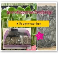 ราคา ชุดเพาะต้นอ่อนทานตะวัน ชุดใหญ่ (เพาะได้5ครั้ง) ต้นอ่อนทานตะวัน ทานตะวันงอก ทานตะวัน (2369335174)