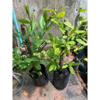 ราคา ตอต้นติ้วยอดขาว (ขุดล้อมชำราก) (40456967439)