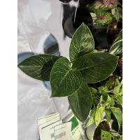 ราคา ฟิโลเดนดรอนเบอร์กิน philodendron birkin (13940521164)