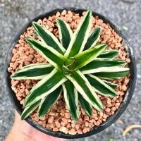 ราคา อากาเว่วิคตอเรียด่างแคระ (Agave Victoria Reginag) แคคตัส กระบองเพชร ไม้อวบน้ำ กระถาง5นิ้ว (ส่งถอดกระถาง) (42752868430)