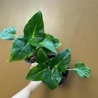 ราคา ต้นเสน่ห์จันทร์ขาว 1แถม1 ขนาดกระถาง4นิ้ว (28529201865)