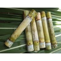 ราคา ท่อนพันธุ์อ้อยคั้นน้ำสุพรรณบุรี50จำนวน10ท่อนแถม2 (22543603514)