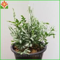 ราคา เฟิร์นเงิน กระถาง5.5นิ้ว ต้นเฟิร์นเงิน ต้นเฟิร์นใบเงิน ต้นเล็กน่ารัก ประดับโต๊ะทำงาน ออฟฟิส ส่งทั้งกระถาง (50900809120)