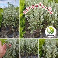 ราคา ต้นกระดุมใบเงิน สูง 80-100ซม. กระดุมใบเงิน (50100979231)